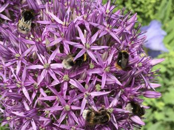 Close-up of purple flowers