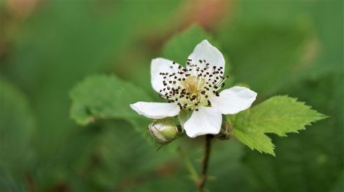 Close-up of white flowering plant