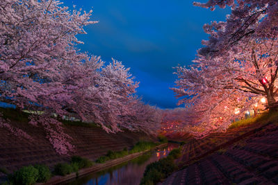 Pink flower tree in autumn