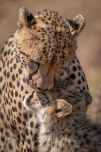 Cheetah with cub in forest