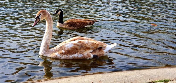 Duck swimming in lake