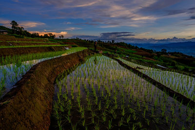 Scenic view of agricultural field against sky during sunset