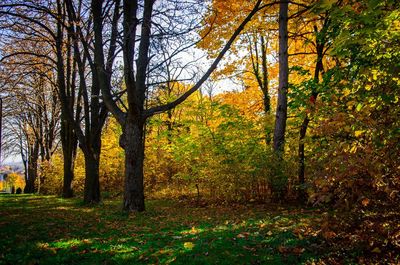 Trees growing on landscape