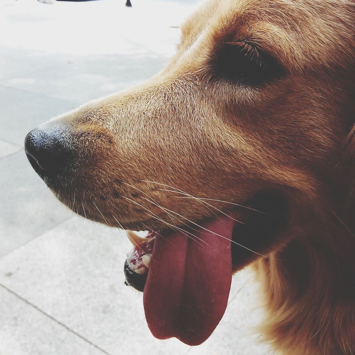 close-up, one animal, animal themes, domestic animals, part of, mammal, focus on foreground, dog, lifestyles, cropped, pets, day, animal head, leisure activity, horse, animal body part, headshot