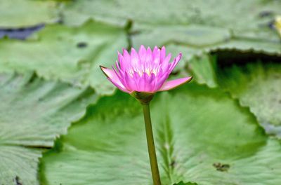 Close-up of pink water lily