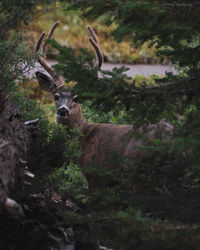 Portrait of deer seen through plants in forest