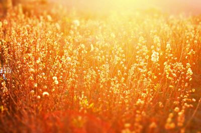 Close-up of flowers at sunset