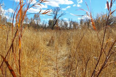 Close-up of dry plants on field against sky