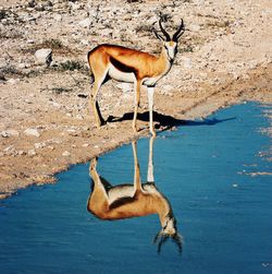Gazelle standing at lakeshore