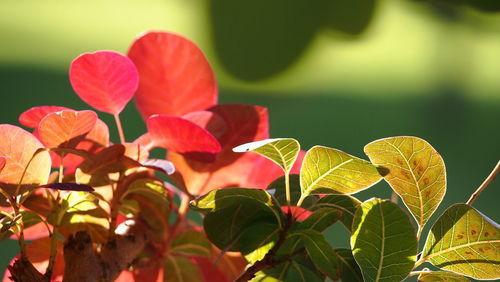 Close-up of flowers