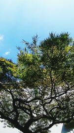 Low angle view of trees against clear sky