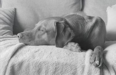 Dog sleeping on bed