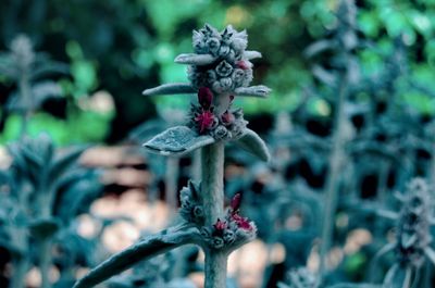 Close-up of flower on plant