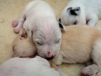 Close-up of a sleeping puppy