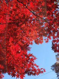 Low angle view of maple tree against sky