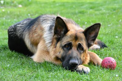 Close-up of dog lying on grass