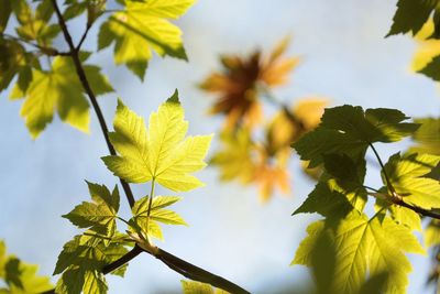 Low angle view of yellow leaves on tree against sky