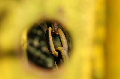 Close-up of rusty metal