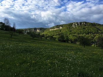 Scenic view of field against sky