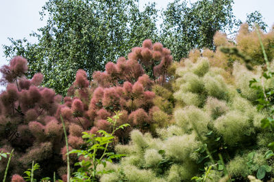 Low angle view of flower trees against sky