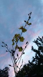 Low angle view of flower tree against cloudy sky