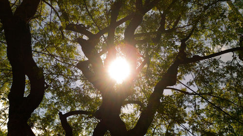 Low angle view of trees against sky