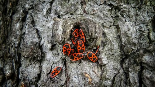 Close-up of tree trunk