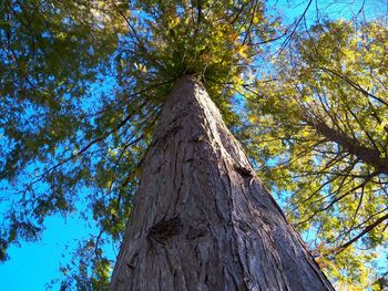 Low angle view of tree against blue sky