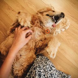 High angle view of cropped woman playing with dog on wooden floor