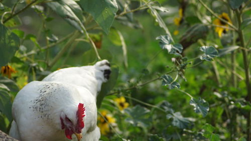 Close-up of bird against plants