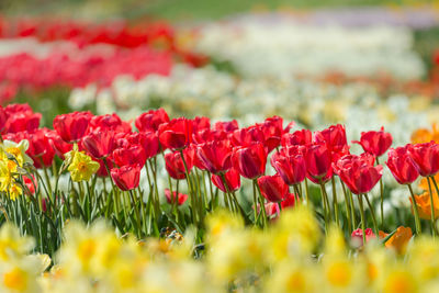Close-up of red tulips in field