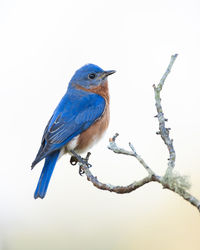 Close-up of bird perching on branch