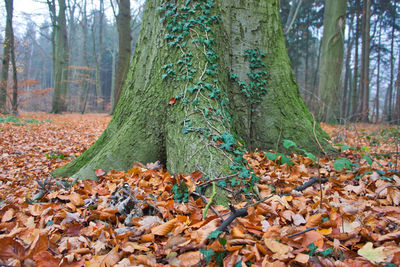 Pine trees in forest during autumn