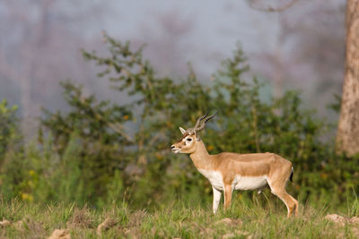 Side view of deer standing on field