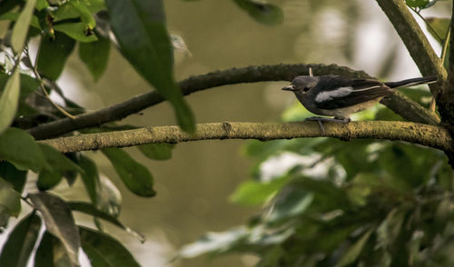 Low angle view of bird perching on branch