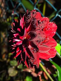 Close-up of wet red rose flower
