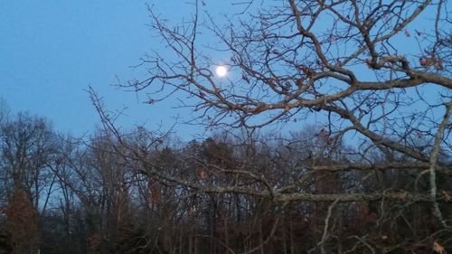 Low angle view of bare tree against clear sky