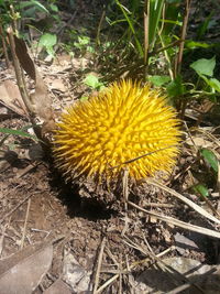 High angle view of yellow flower on field