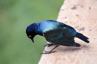 High angle view of bird perching on retaining wall