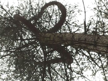 Low angle view of bare trees against sky