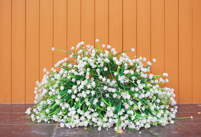 Potted plants against wall