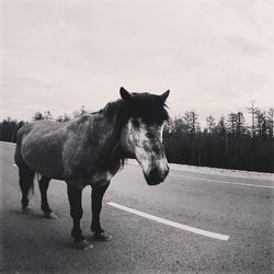 Horse standing on road against sky