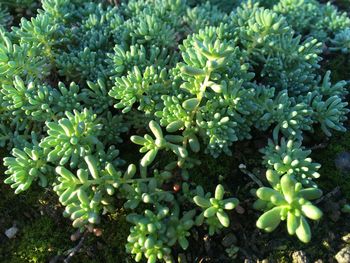 Close-up of fresh green plants