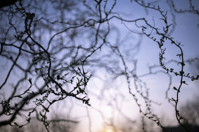 branch