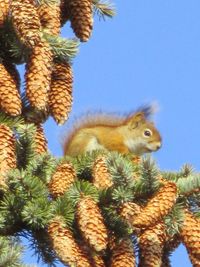 Low angle view of an animal on tree