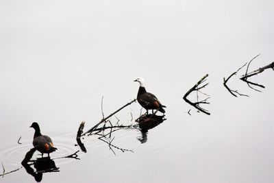 Birds perching on a snow