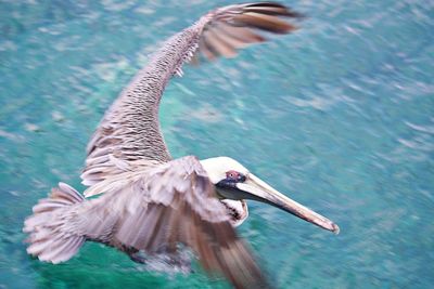 View of bird flying in sea