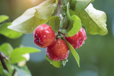 Fresh organic acerola cherry on the tree