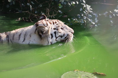 Close-up of a lion in a lake