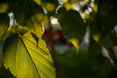 Close-up of autumnal leaves